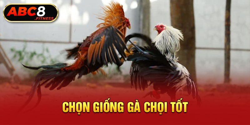 Chọn giống gà chọi tốt