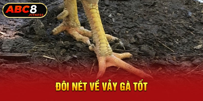 Đôi nét về vảy gà tốt