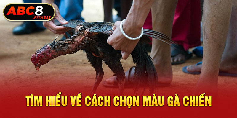 Tìm hiểu về cách chọn màu gà chiến