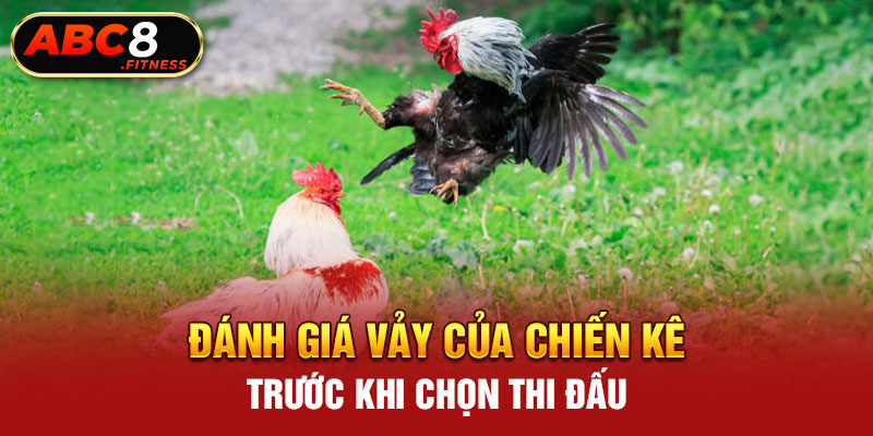 Đánh giá vảy của chiến kê trước khi chọn thi đấu