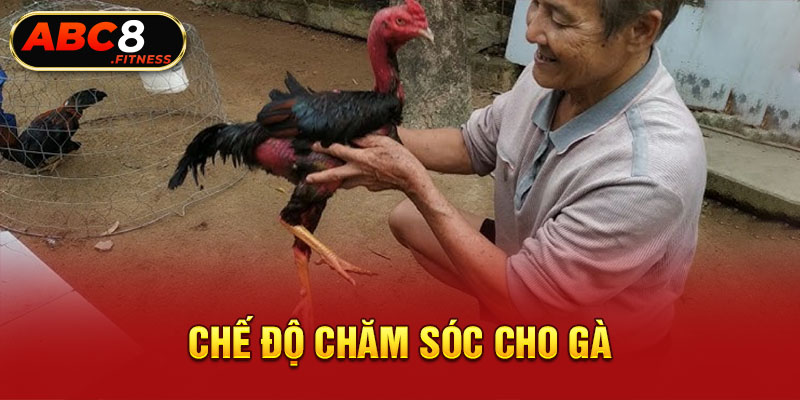 Chế độ chăm sóc cho gà